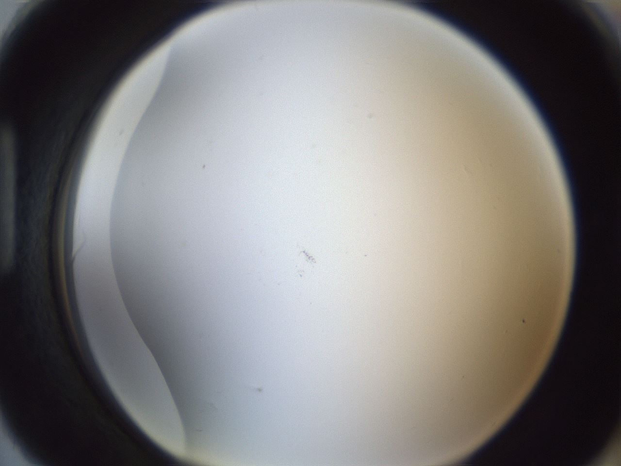 folderID217_plateID1217_batchID3671_wellNum90_profileID1_d1_r68946_ef.jpg