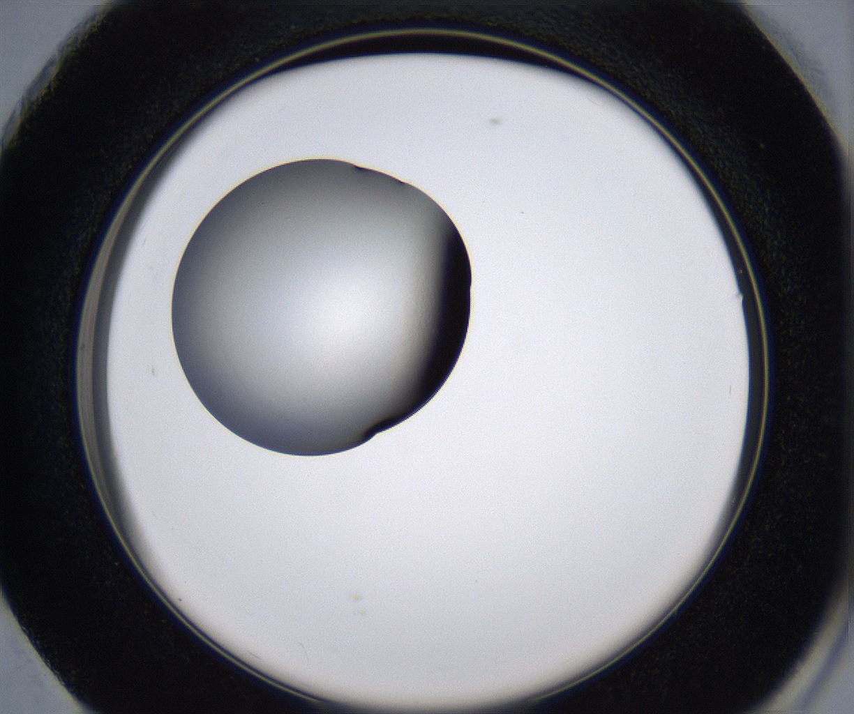 folderID217_plateID2217_batchID10050_wellNum73_profileID1_d2_r151048_ef.jpg