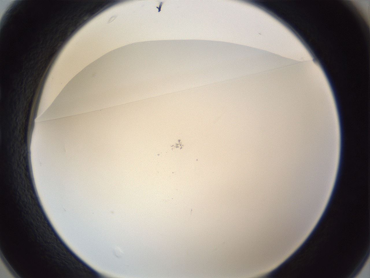 folderID217_plateID1217_batchID3671_wellNum25_profileID1_d1_r68816_ef.jpg