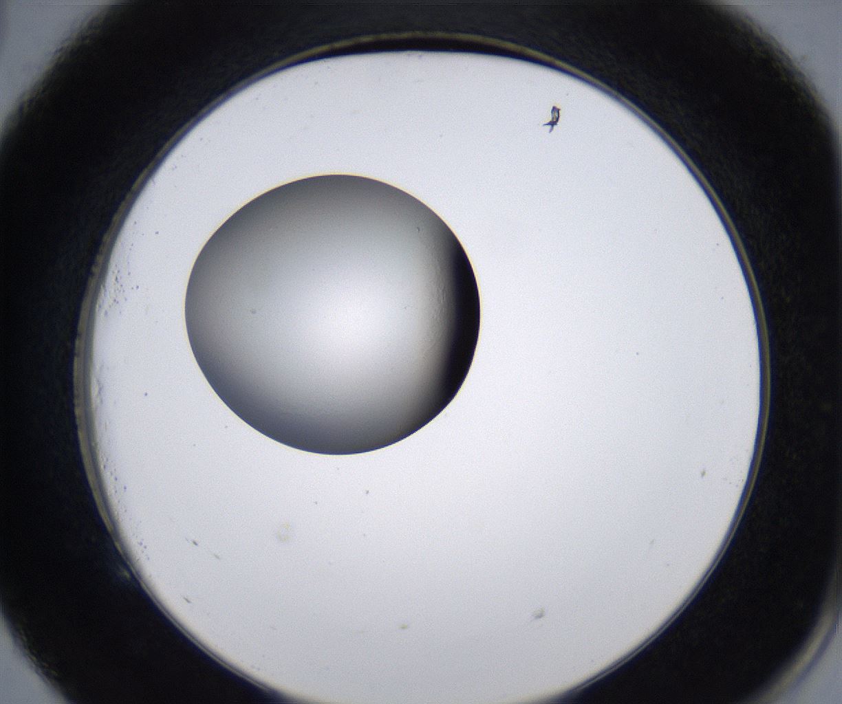 folderID217_plateID2217_batchID10050_wellNum53_profileID1_d2_r151008_ef.jpg