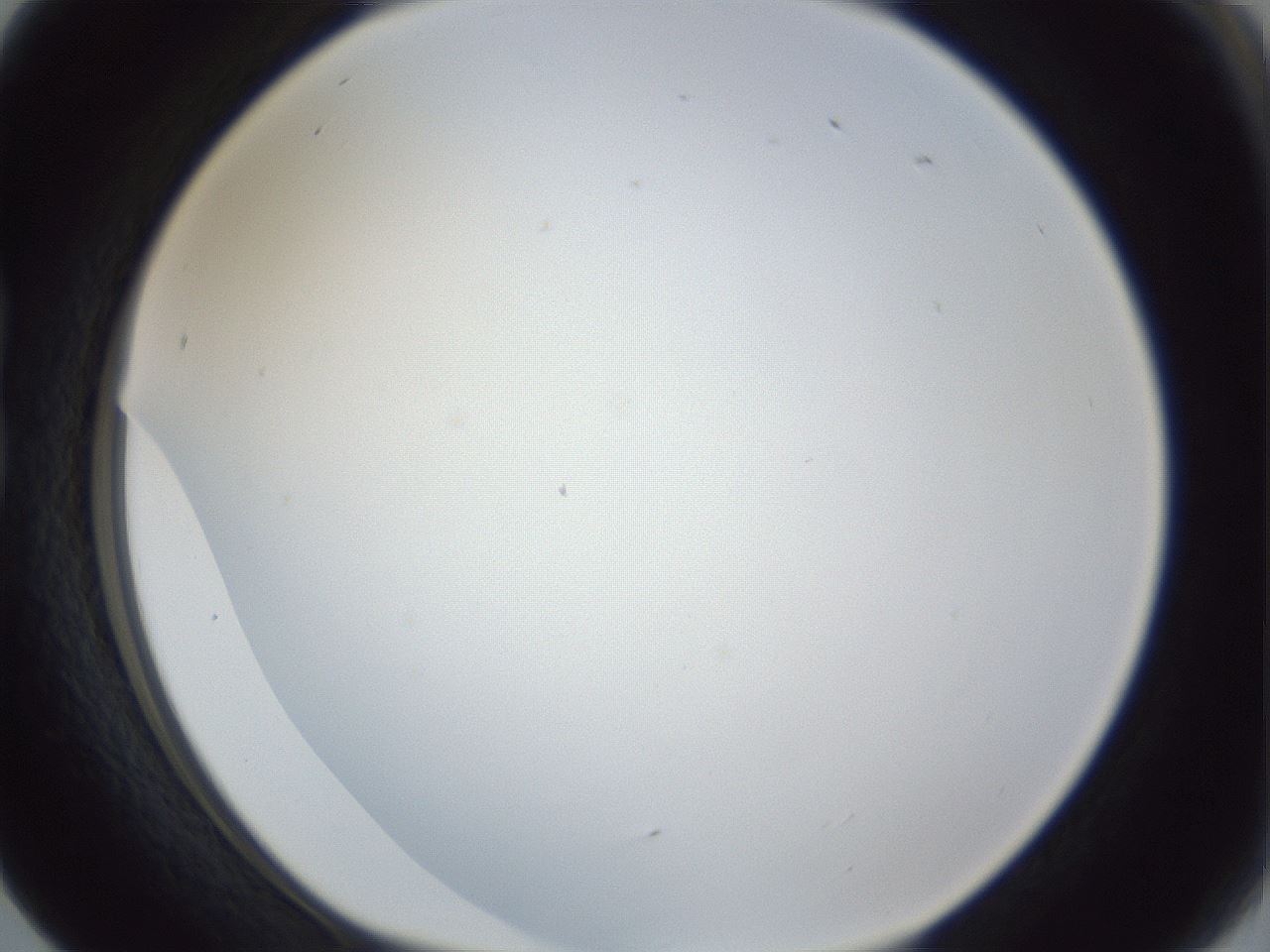 folderID218_plateID1218_batchID3628_wellNum17_profileID1_d1_r69376_ef.jpg