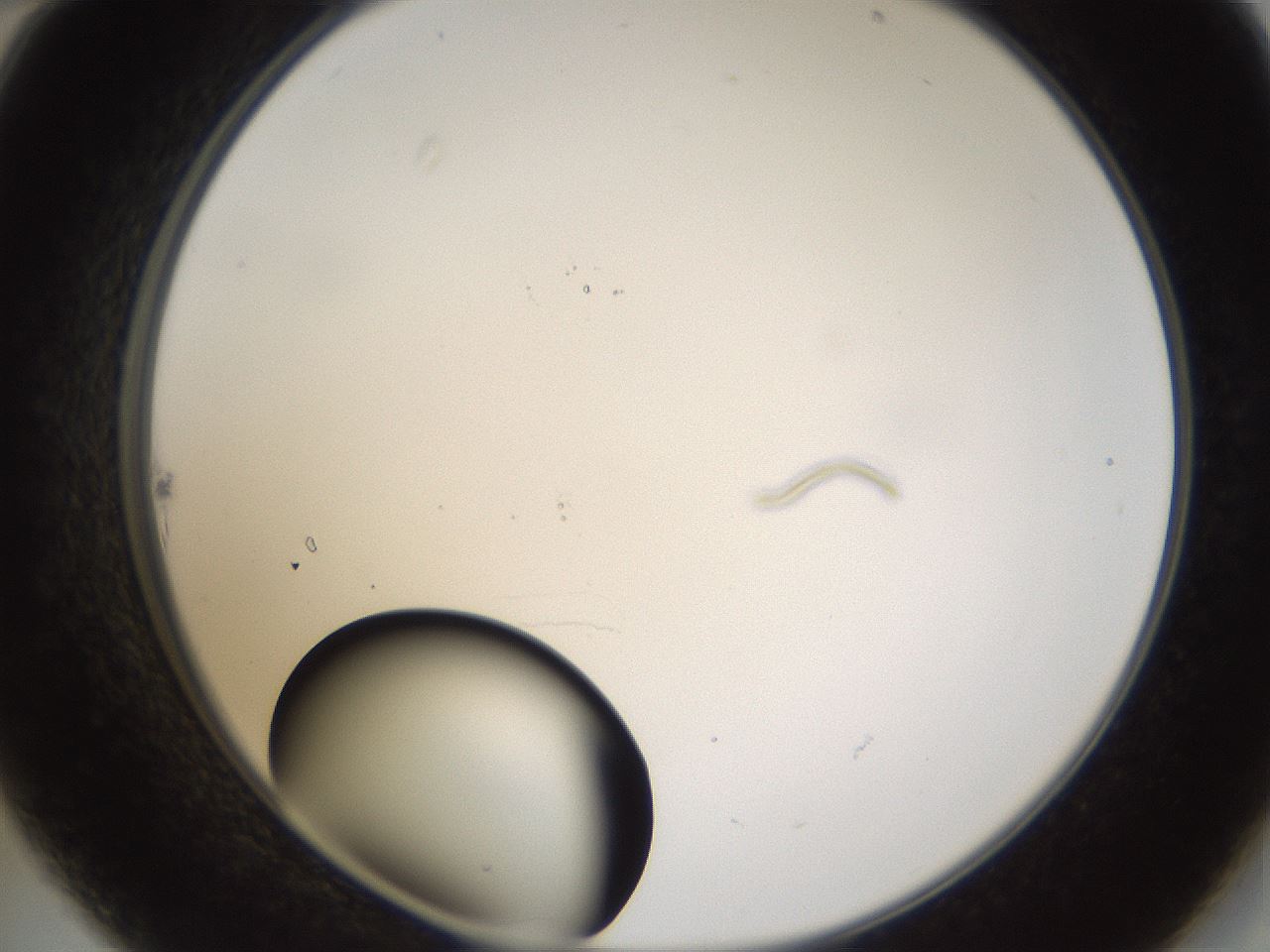 folderID228_plateID1228_batchID3780_wellNum22_profileID1_d2_r71383_ef.jpg
