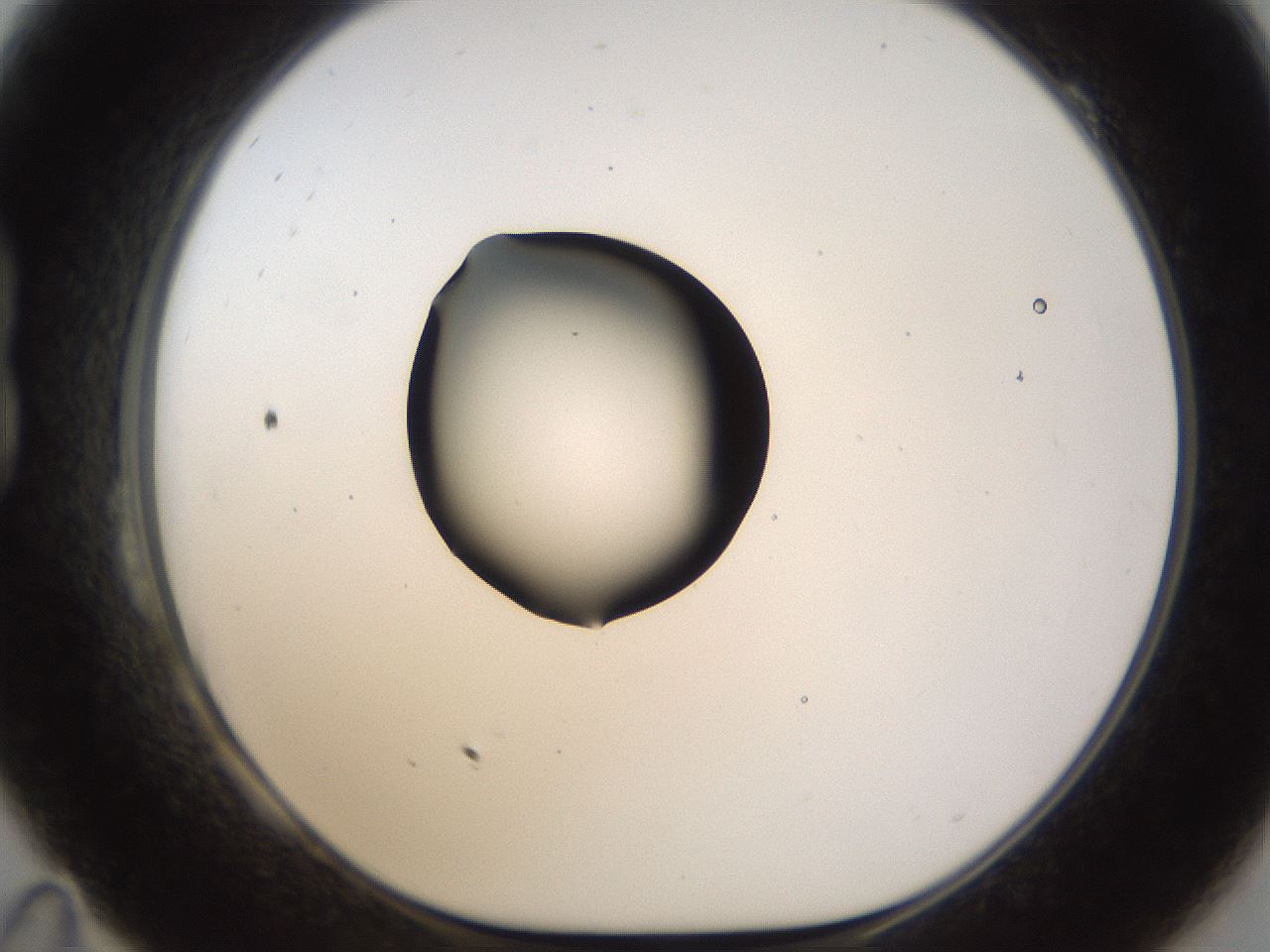 folderID228_plateID1228_batchID3780_wellNum23_profileID1_d1_r70326_ef.jpg