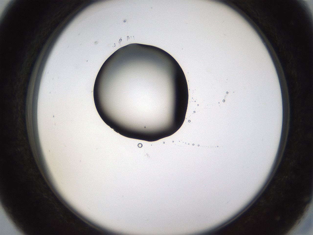 folderID228_plateID1228_batchID3780_wellNum27_profileID1_d2_r71388_ef.jpg