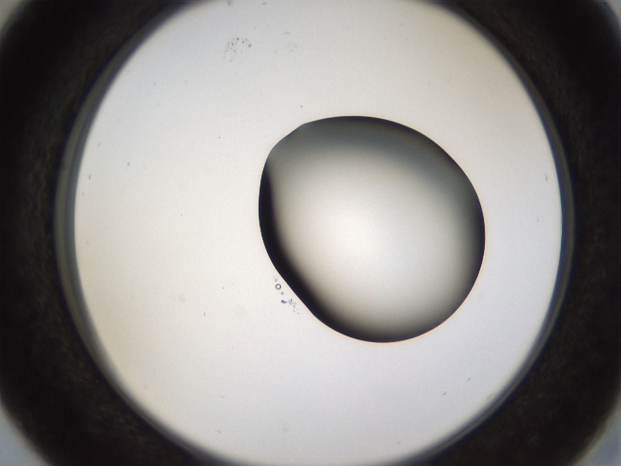 folderID228_plateID1228_batchID3780_wellNum29_profileID1_d2_r71390_ef.jpg