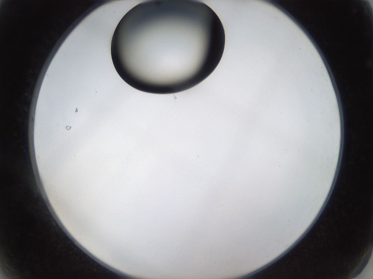 folderID228_plateID1228_batchID3780_wellNum2_profileID1_d2_r71363_ef.jpg