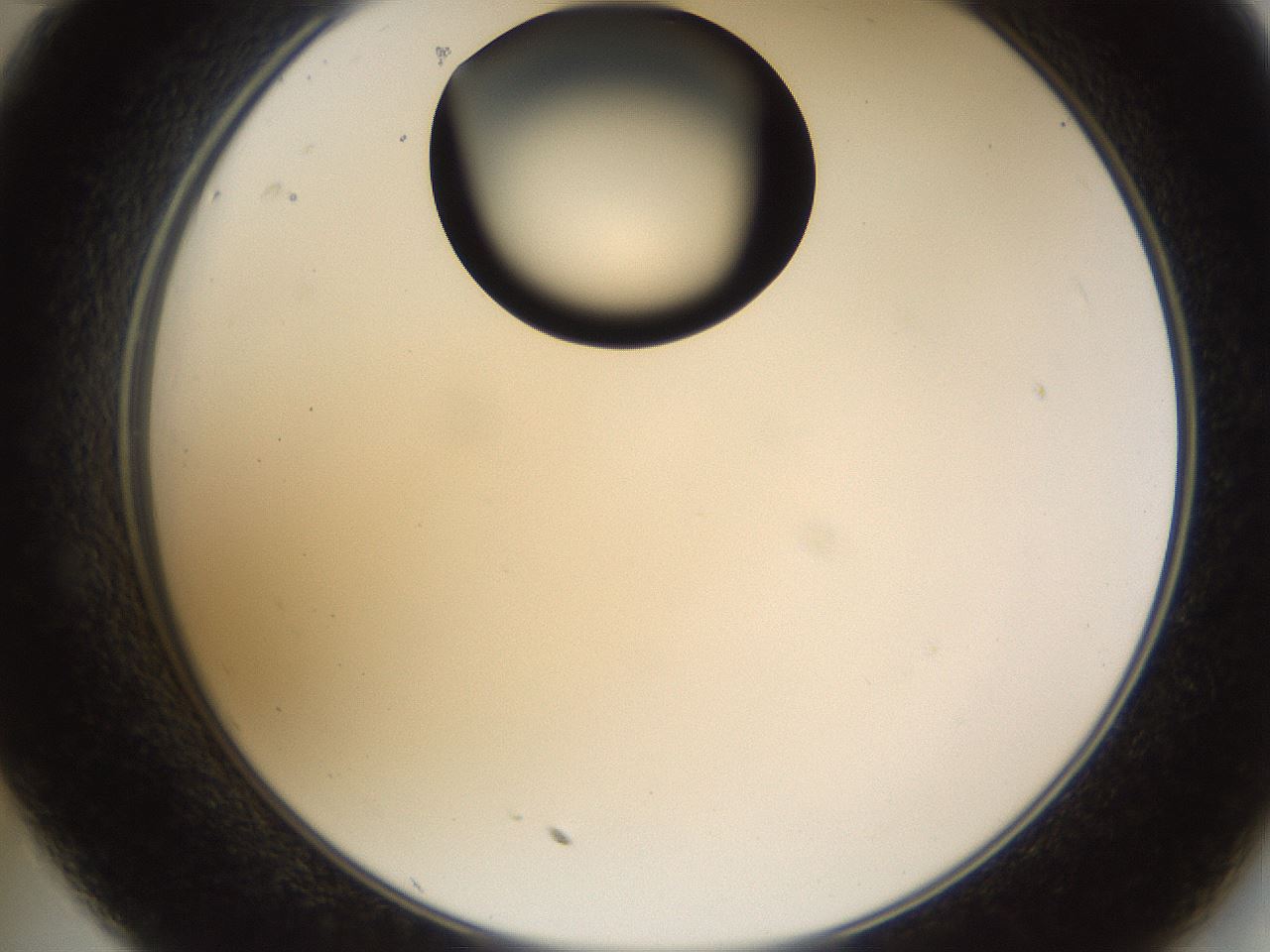 folderID228_plateID1228_batchID3780_wellNum35_profileID1_d2_r71396_ef.jpg