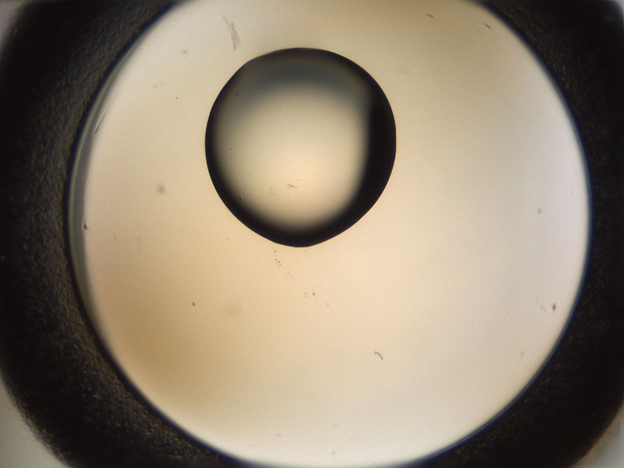folderID228_plateID1228_batchID3780_wellNum36_profileID1_d2_r71397_ef.jpg