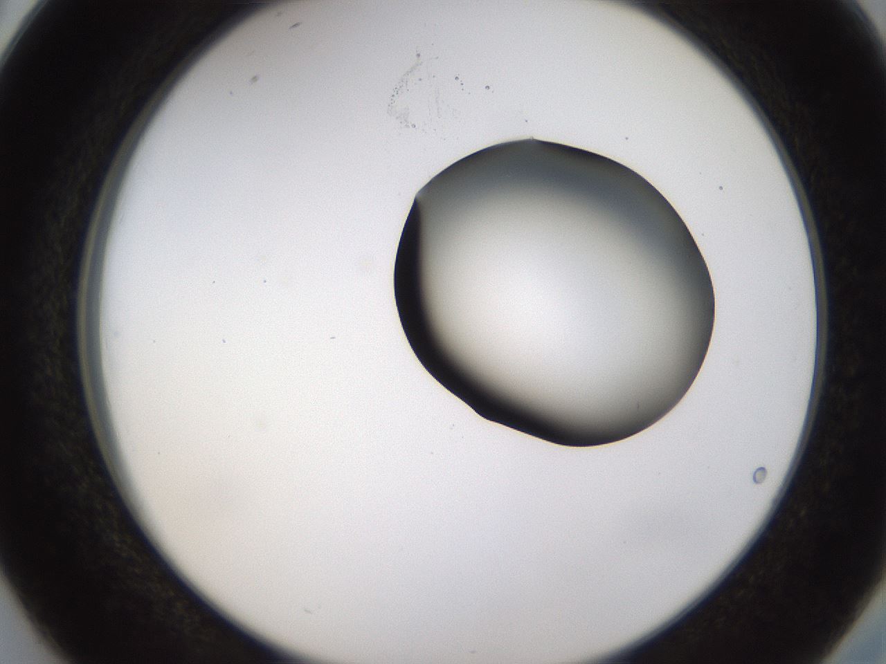 folderID228_plateID1228_batchID3780_wellNum38_profileID1_d2_r71399_ef.jpg