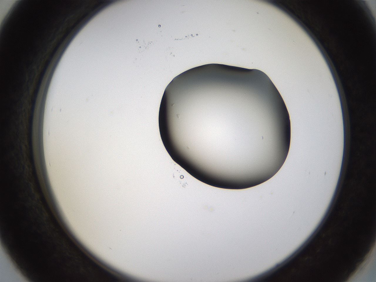 folderID228_plateID1228_batchID3780_wellNum39_profileID1_d2_r71400_ef.jpg