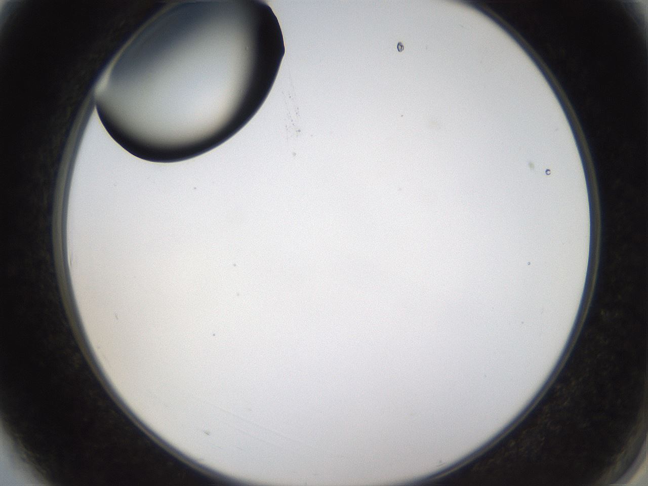 folderID228_plateID1228_batchID3780_wellNum3_profileID1_d2_r71364_ef.jpg