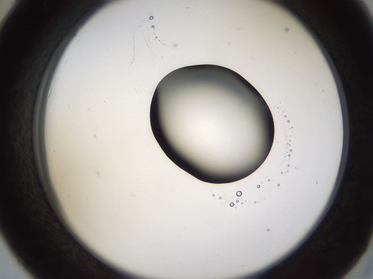 folderID228_plateID1228_batchID3780_wellNum42_profileID1_d2_r71403_ef.jpg
