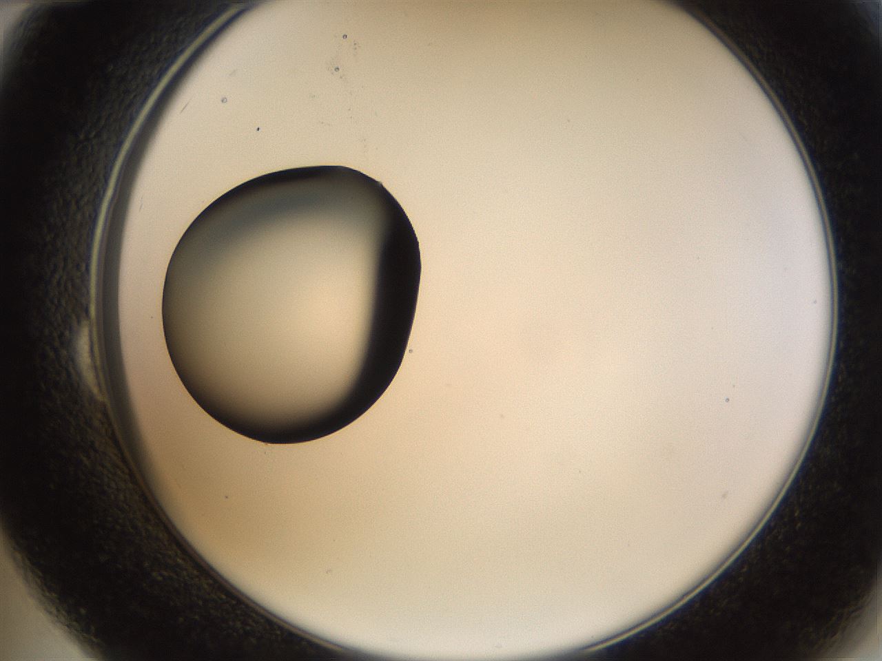 folderID228_plateID1228_batchID3780_wellNum24_profileID1_d2_r71385_ef.jpg
