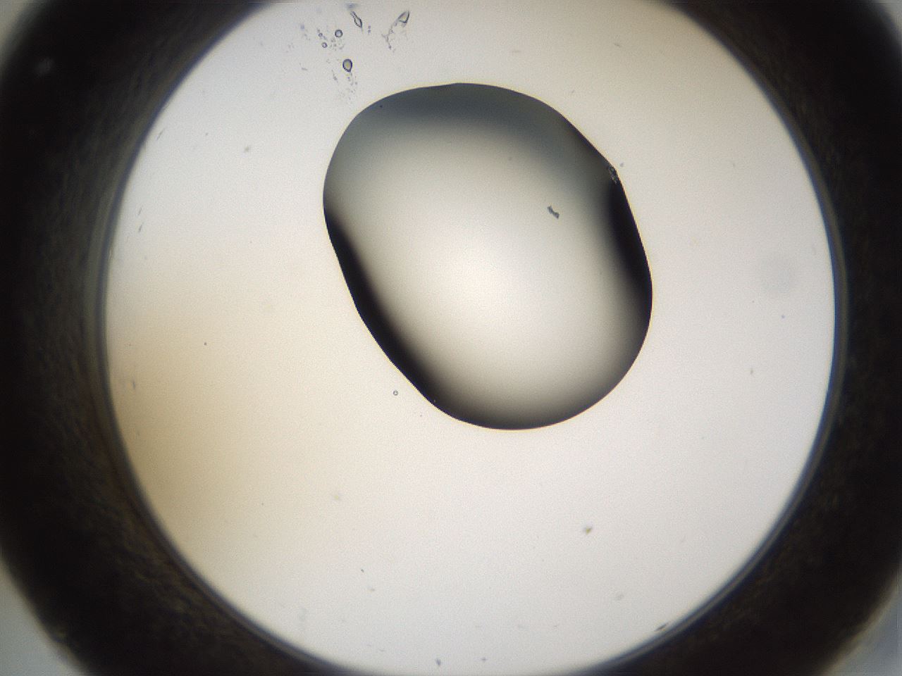 folderID228_plateID1228_batchID3780_wellNum32_profileID1_d2_r71393_ef.jpg