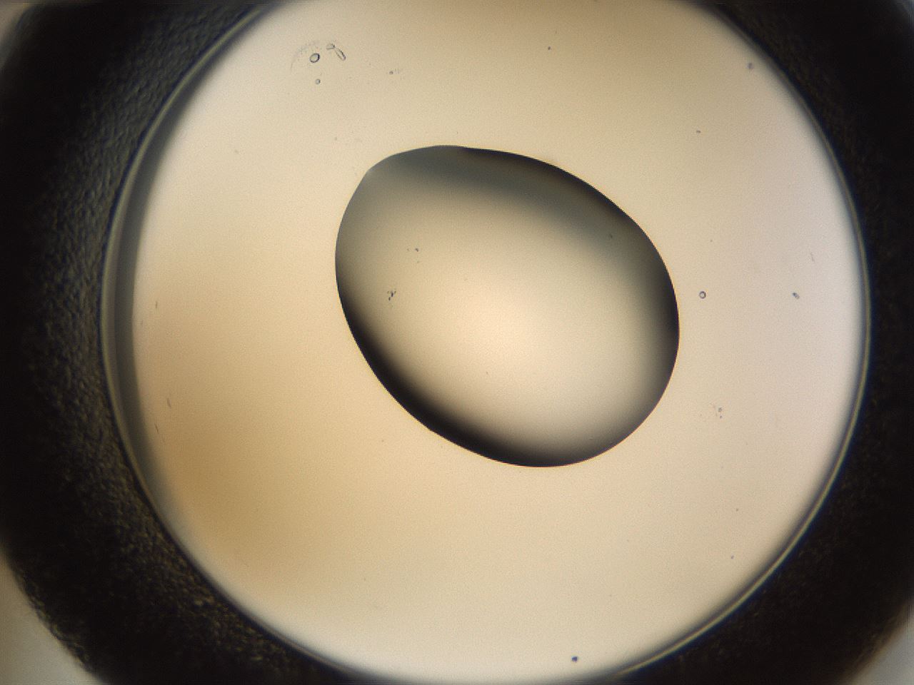 folderID228_plateID1228_batchID3780_wellNum48_profileID1_d2_r71409_ef.jpg