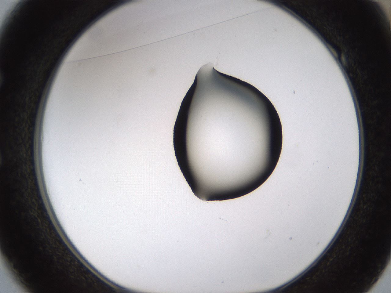 folderID228_plateID1228_batchID3780_wellNum49_profileID1_d1_r70352_ef.jpg