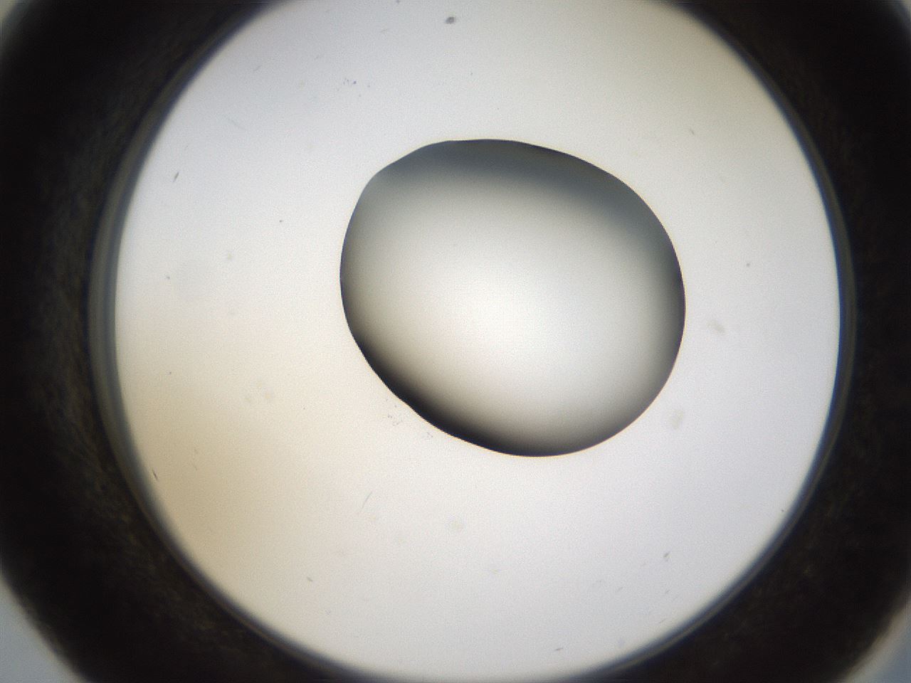 folderID228_plateID1228_batchID3780_wellNum56_profileID1_d2_r71417_ef.jpg