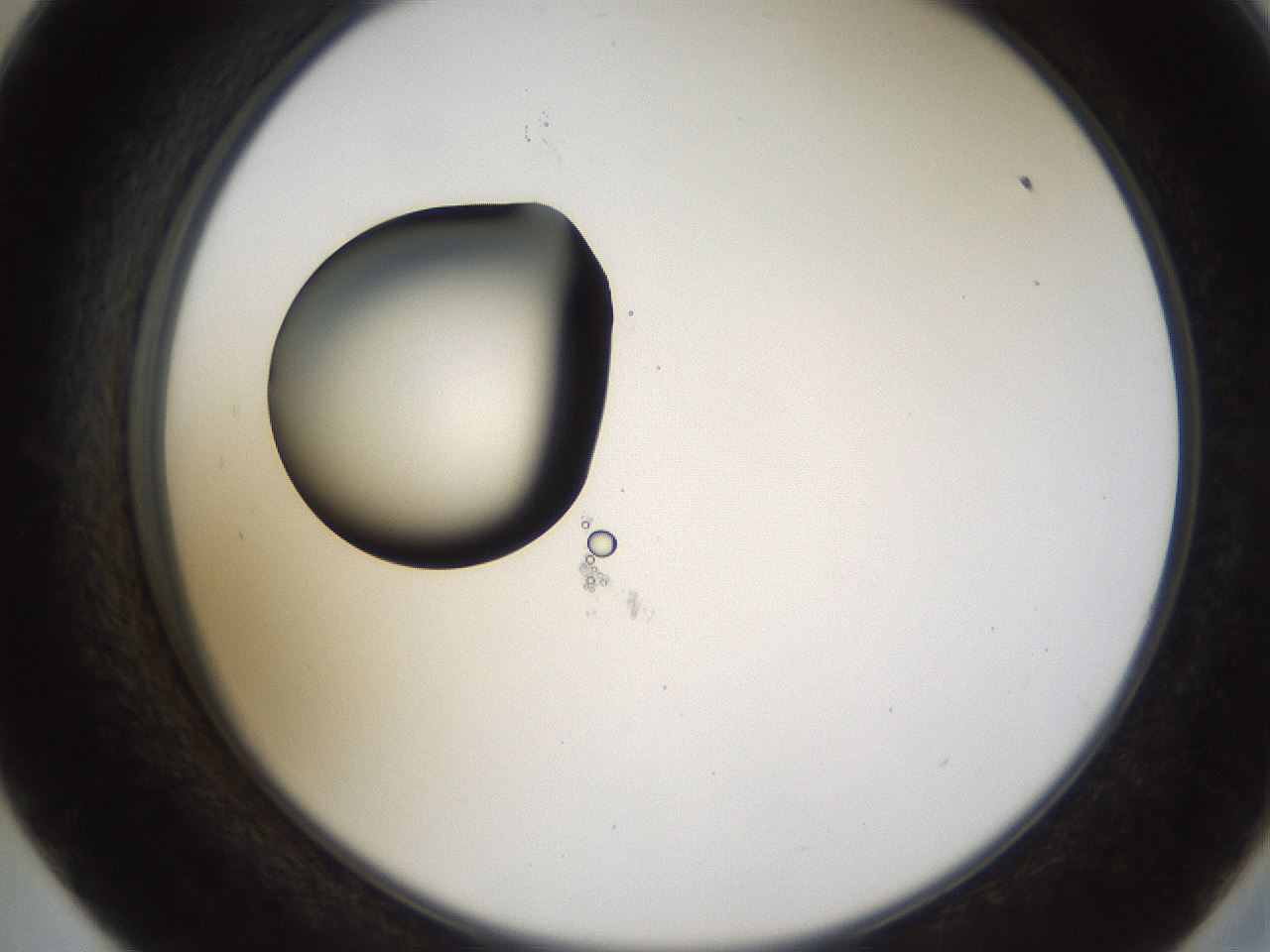 folderID228_plateID1228_batchID3780_wellNum57_profileID1_d2_r71418_ef.jpg