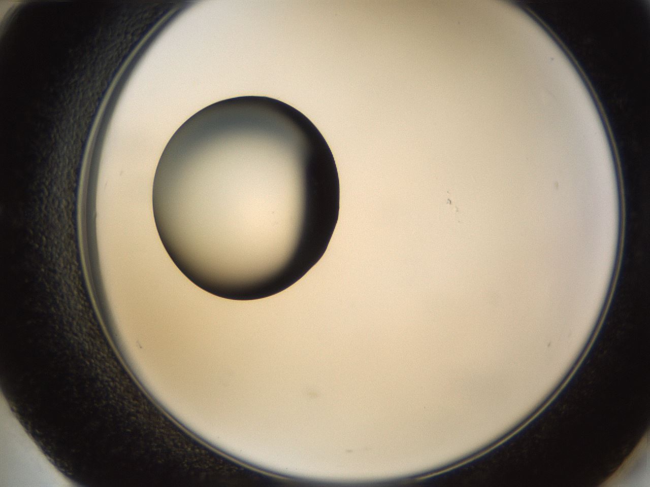 folderID228_plateID1228_batchID3780_wellNum60_profileID1_d2_r71421_ef.jpg