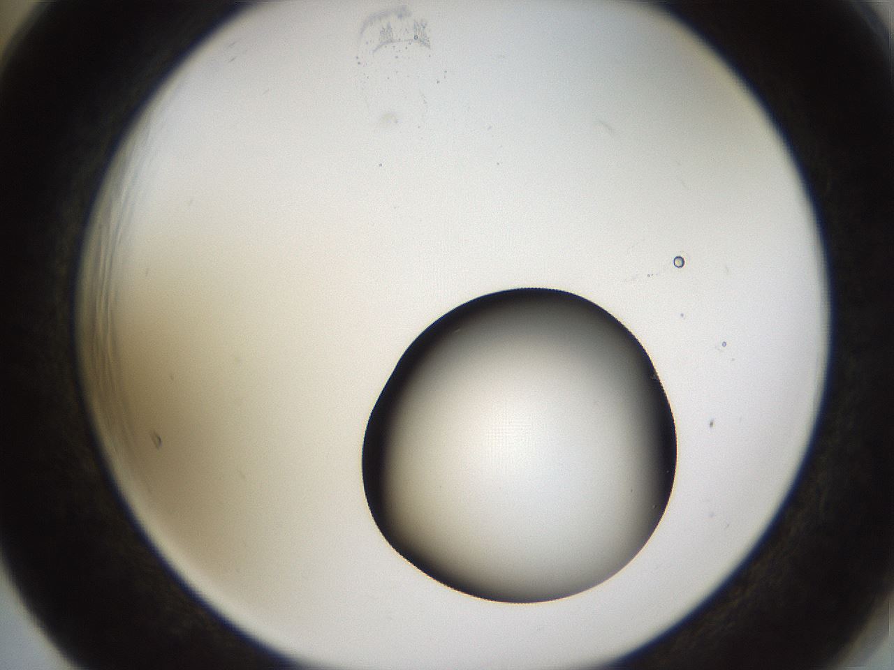 folderID228_plateID1228_batchID3780_wellNum65_profileID1_d2_r71426_ef.jpg