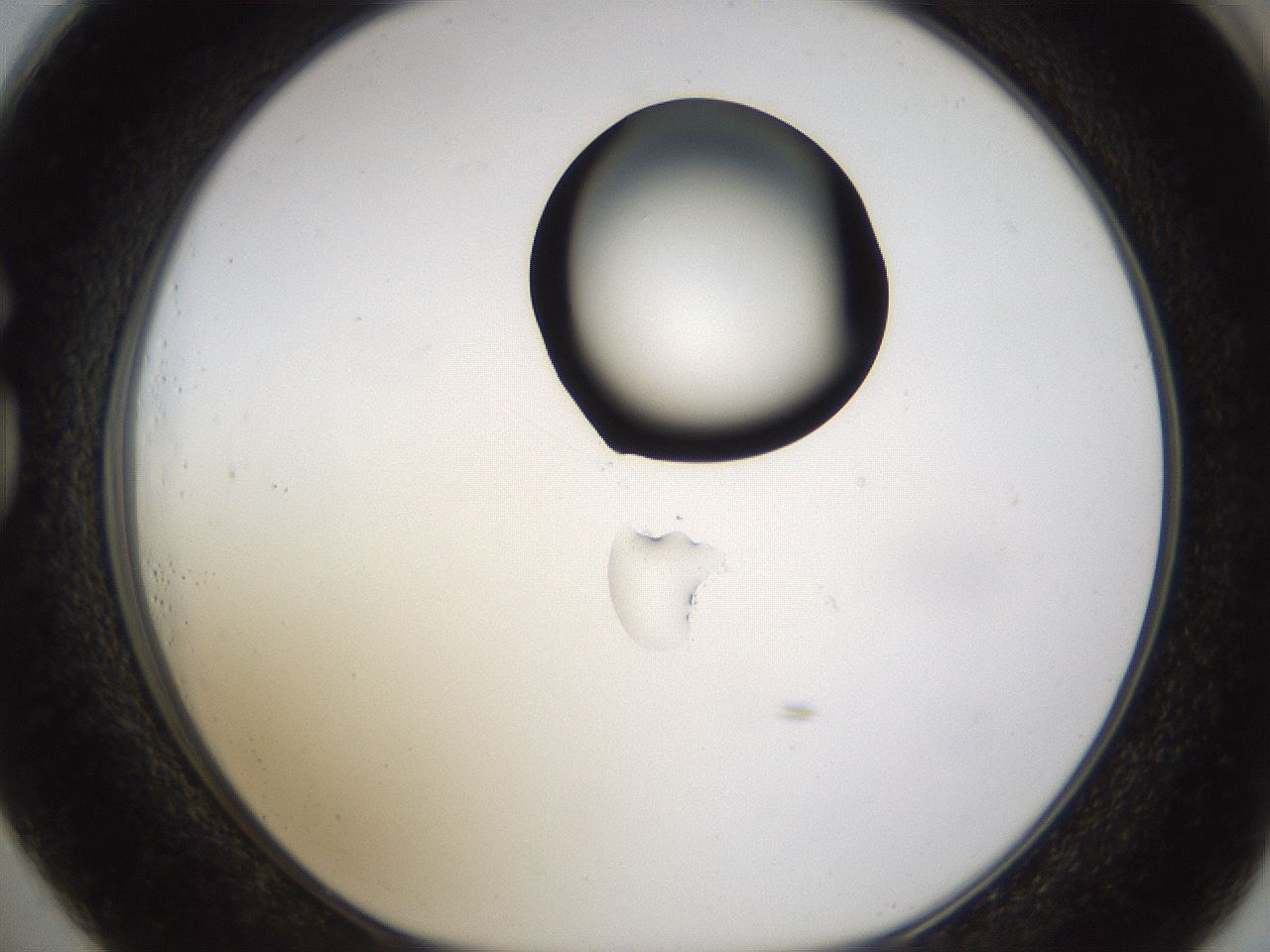 folderID228_plateID1228_batchID3780_wellNum73_profileID1_d1_r70376_ef.jpg