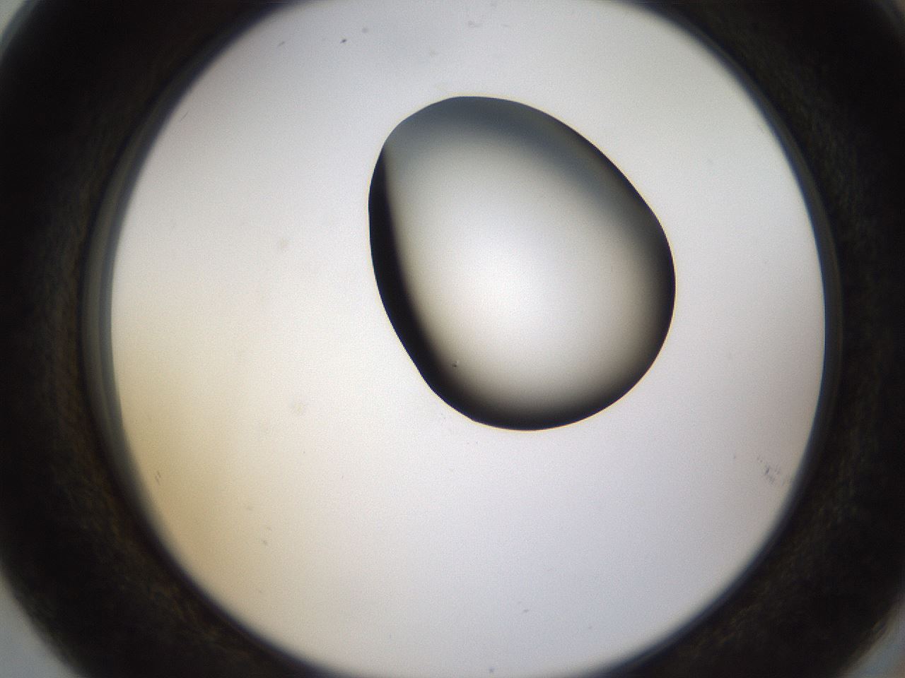 folderID228_plateID1228_batchID3780_wellNum80_profileID1_d2_r71441_ef.jpg