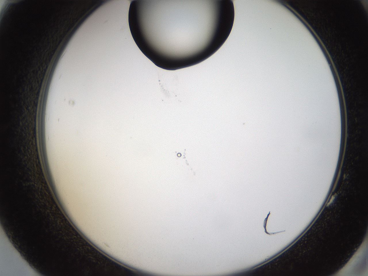 folderID228_plateID1228_batchID3780_wellNum83_profileID1_d2_r71444_ef.jpg