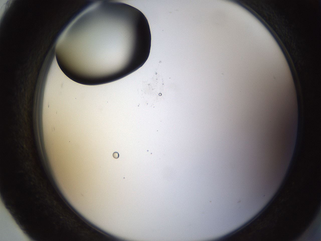 folderID228_plateID1228_batchID3780_wellNum93_profileID1_d2_r71454_ef.jpg