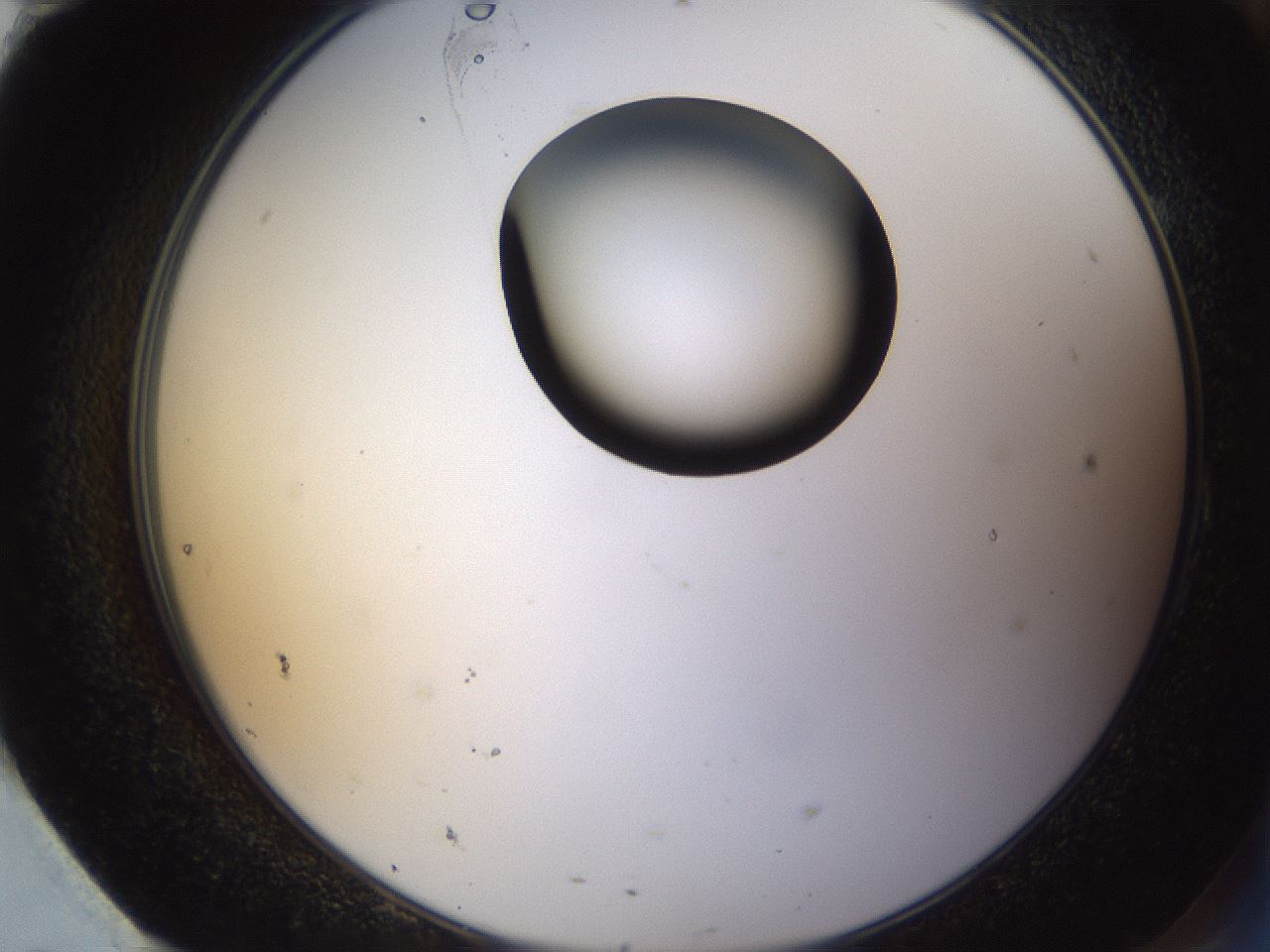 folderID228_plateID1228_batchID3780_wellNum95_profileID1_d2_r71456_ef.jpg