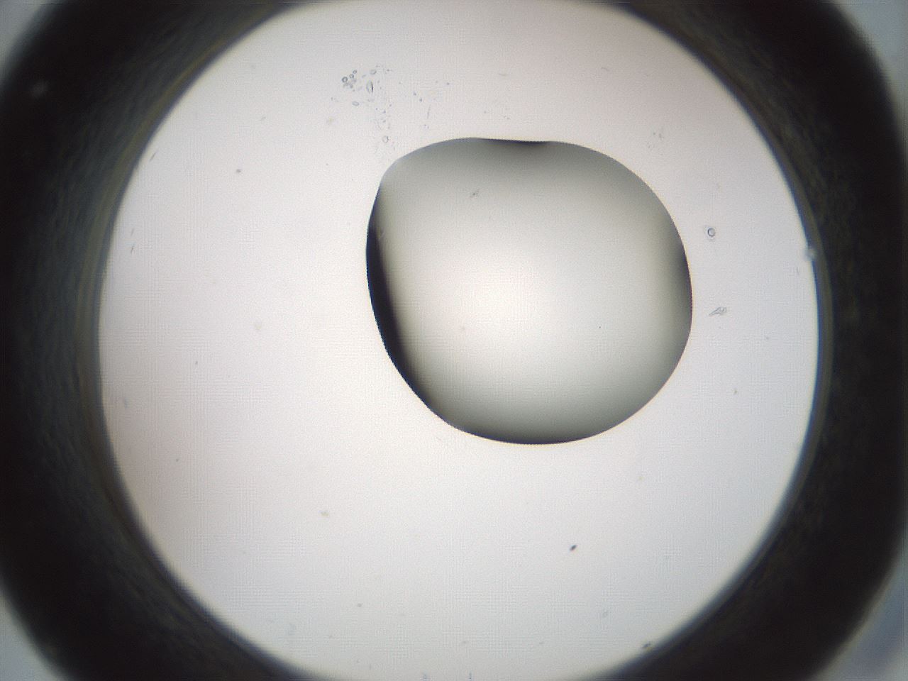 folderID229_plateID1229_batchID3781_wellNum32_profileID1_d2_r71585_ef.jpg
