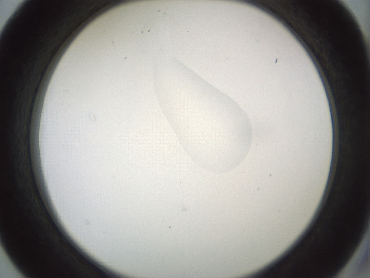 folderID229_plateID1229_batchID3781_wellNum40_profileID1_d2_r71593_ef.jpg