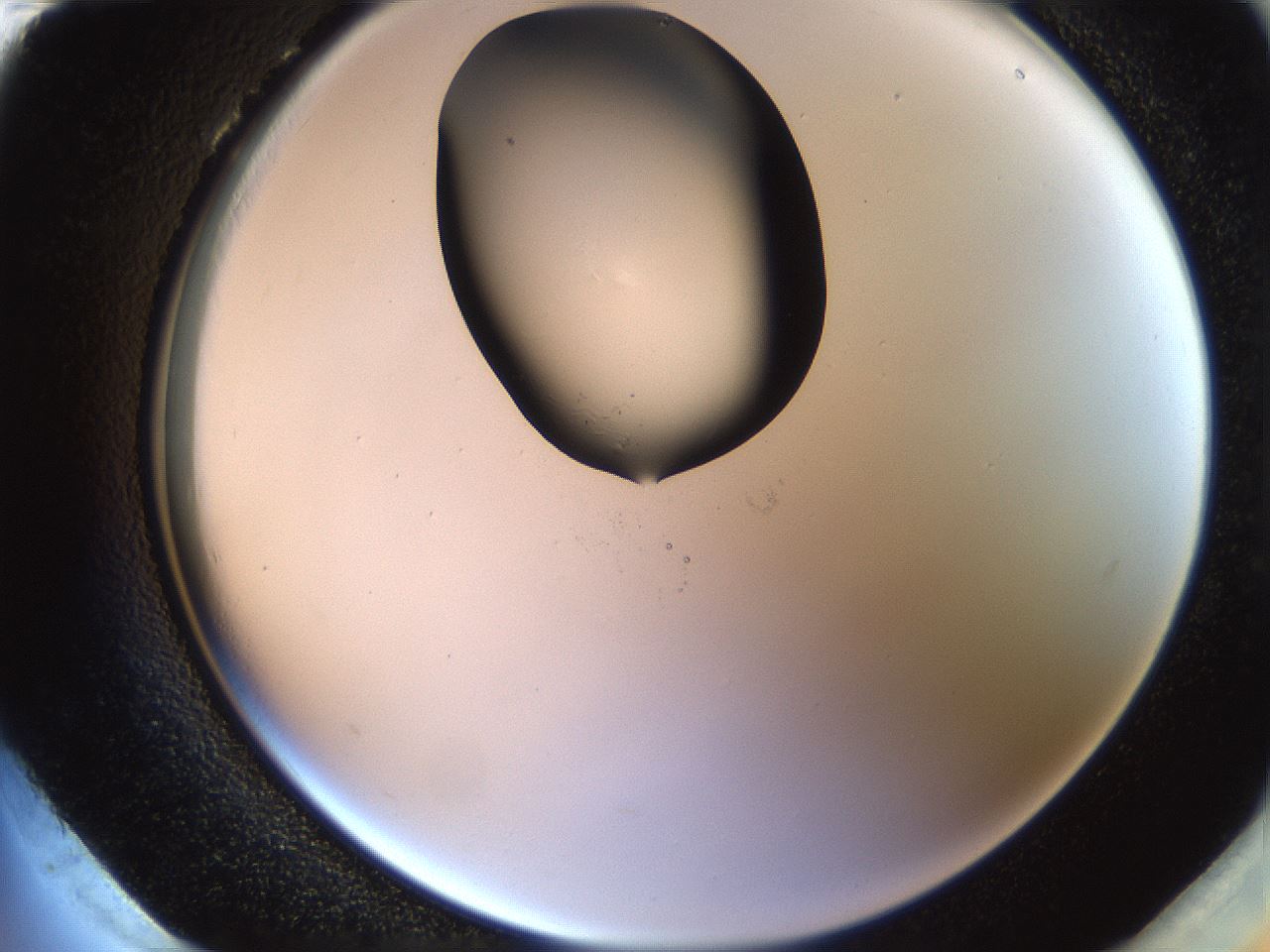 folderID228_plateID1228_batchID3780_wellNum96_profileID1_d2_r71457_ef.jpg