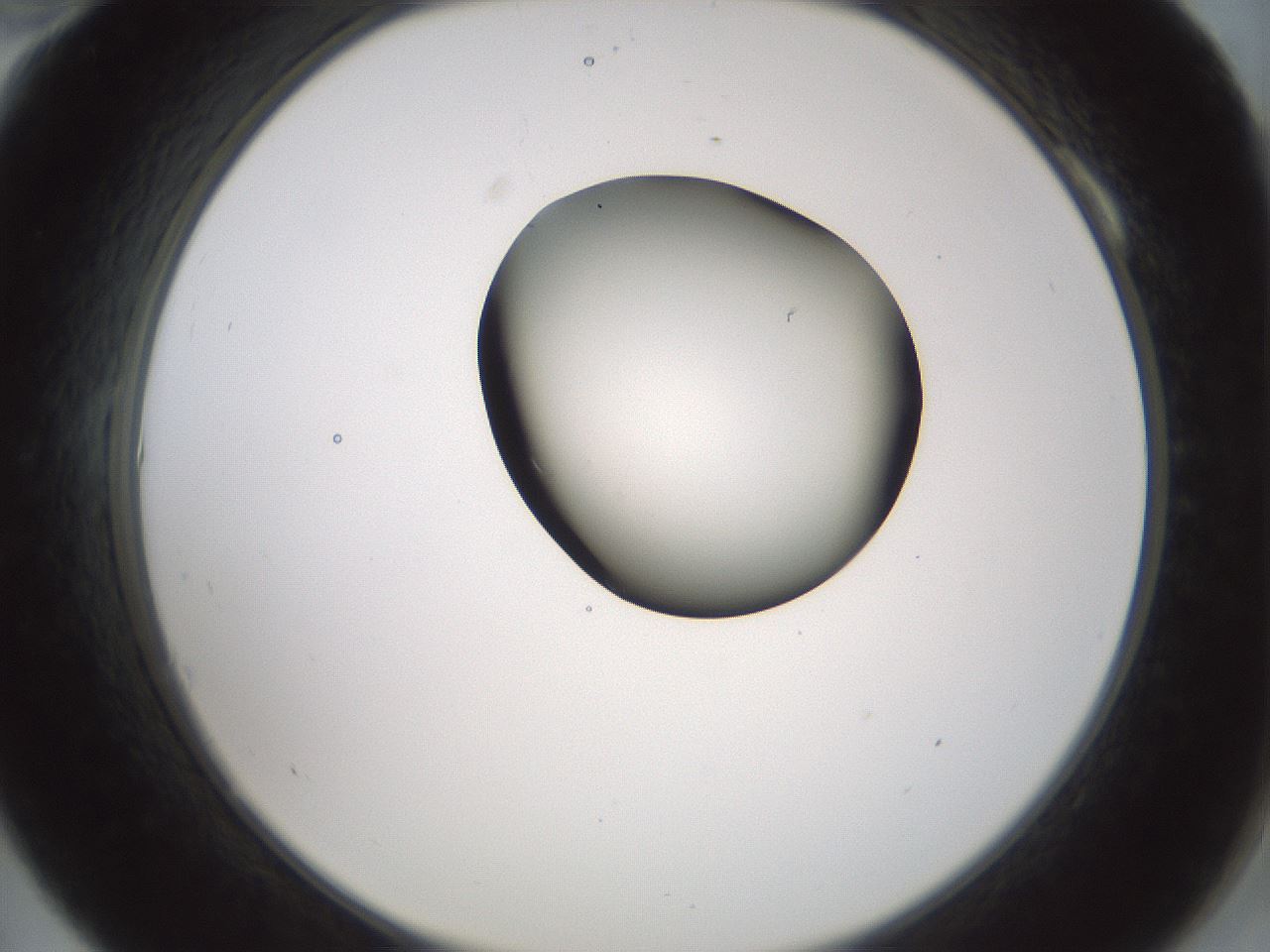 folderID229_plateID1229_batchID3781_wellNum10_profileID1_d2_r71563_ef.jpg