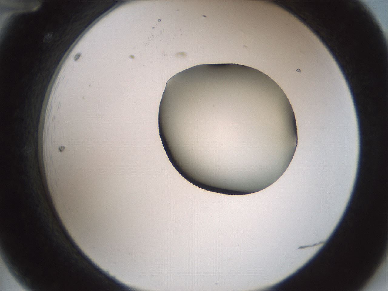 folderID229_plateID1229_batchID3781_wellNum12_profileID1_d2_r71565_ef.jpg