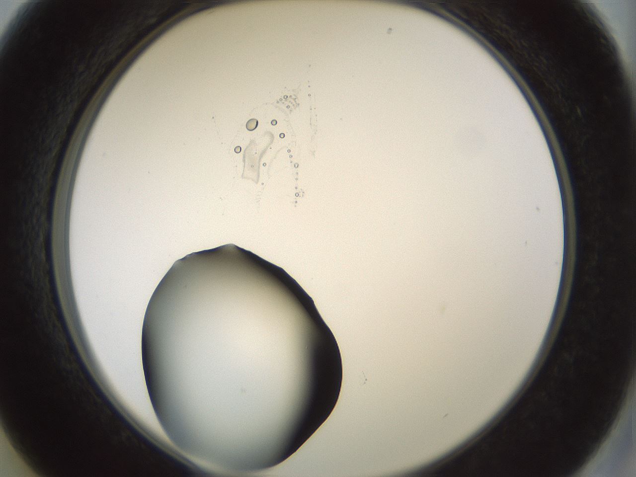 folderID229_plateID1229_batchID3781_wellNum13_profileID1_d2_r71566_ef.jpg