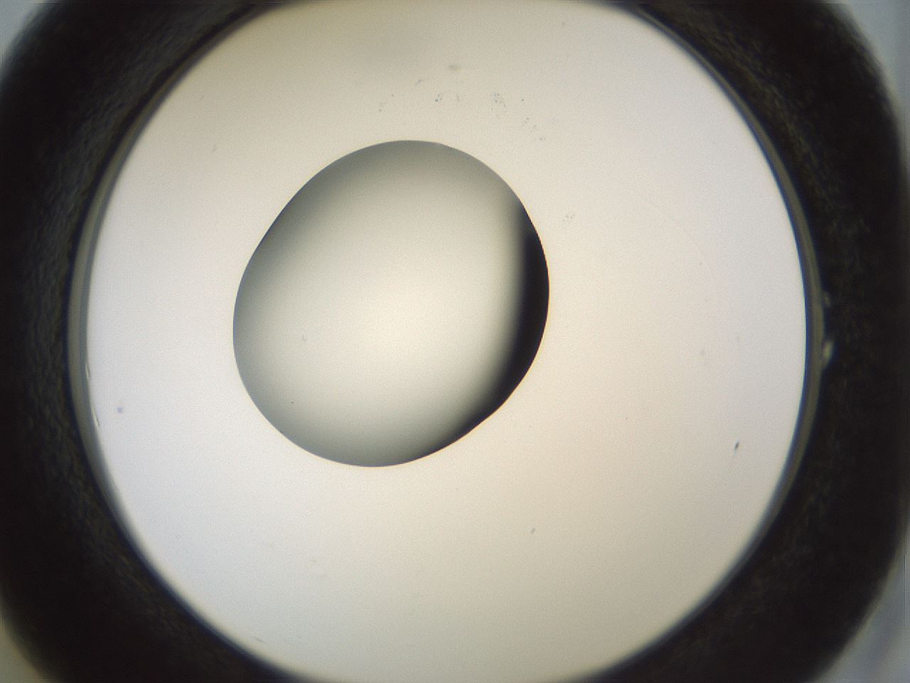 folderID229_plateID1229_batchID3781_wellNum1_profileID1_d2_r71554_ef.jpg