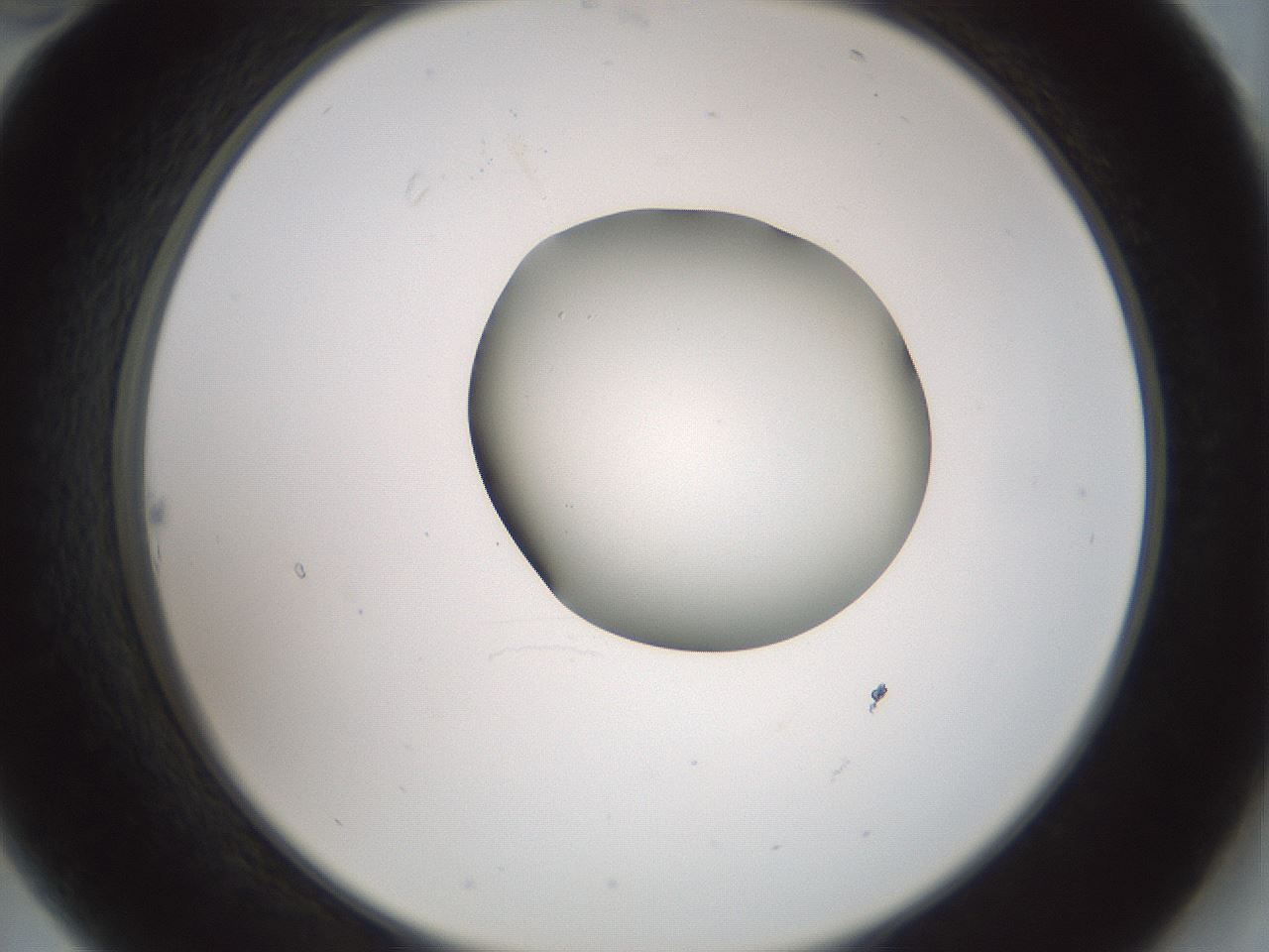 folderID229_plateID1229_batchID3781_wellNum22_profileID1_d2_r71575_ef.jpg