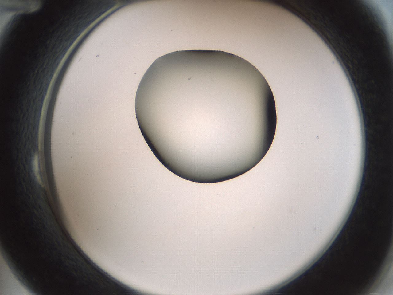 folderID229_plateID1229_batchID3781_wellNum24_profileID1_d2_r71577_ef.jpg