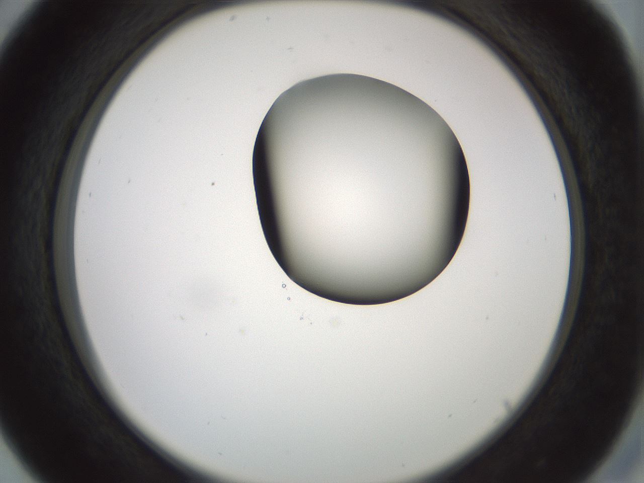folderID229_plateID1229_batchID3781_wellNum29_profileID1_d2_r71582_ef.jpg