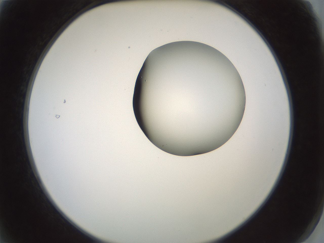 folderID229_plateID1229_batchID3781_wellNum2_profileID1_d2_r71555_ef.jpg