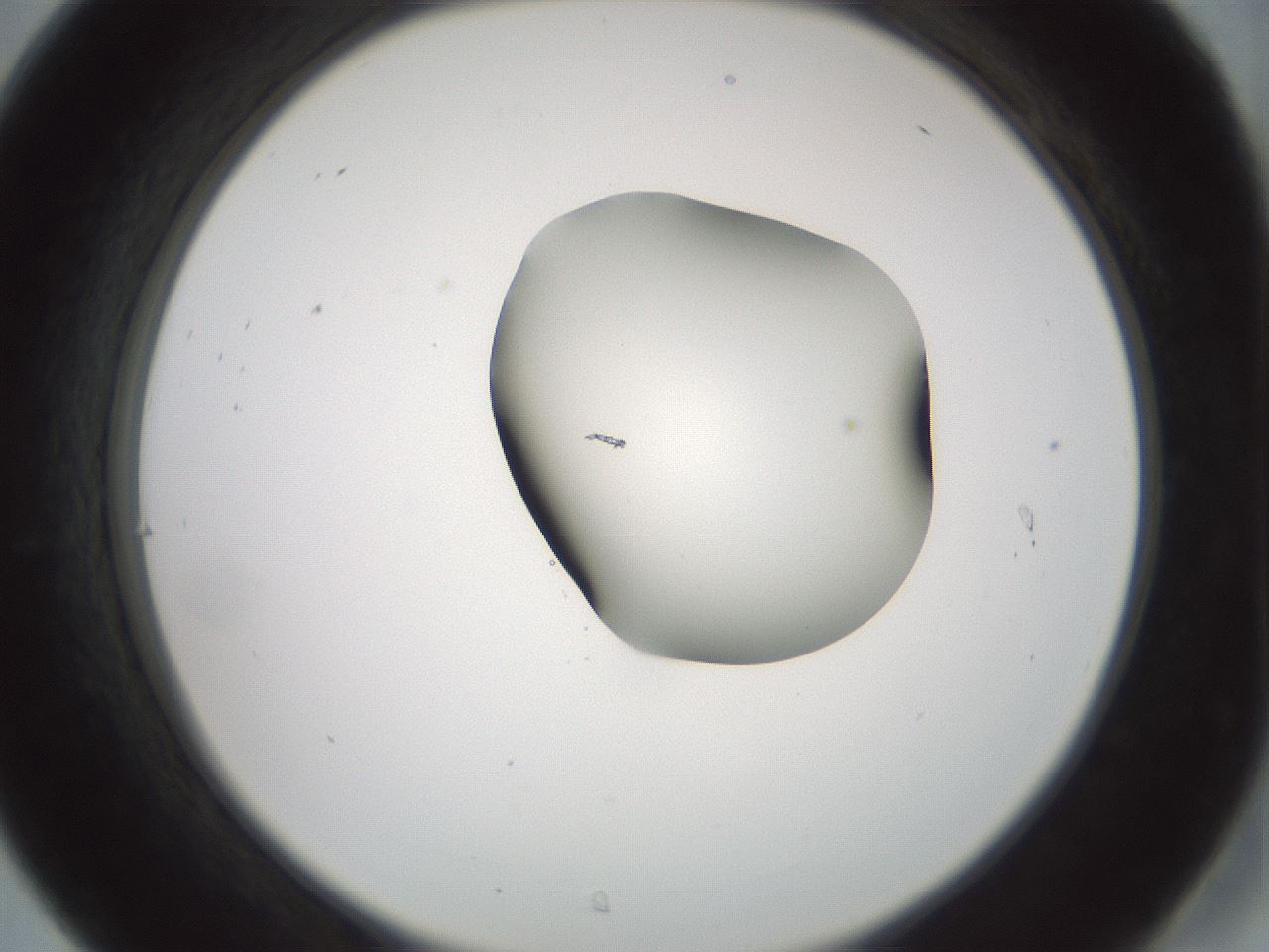 folderID229_plateID1229_batchID3781_wellNum31_profileID1_d2_r71584_ef.jpg