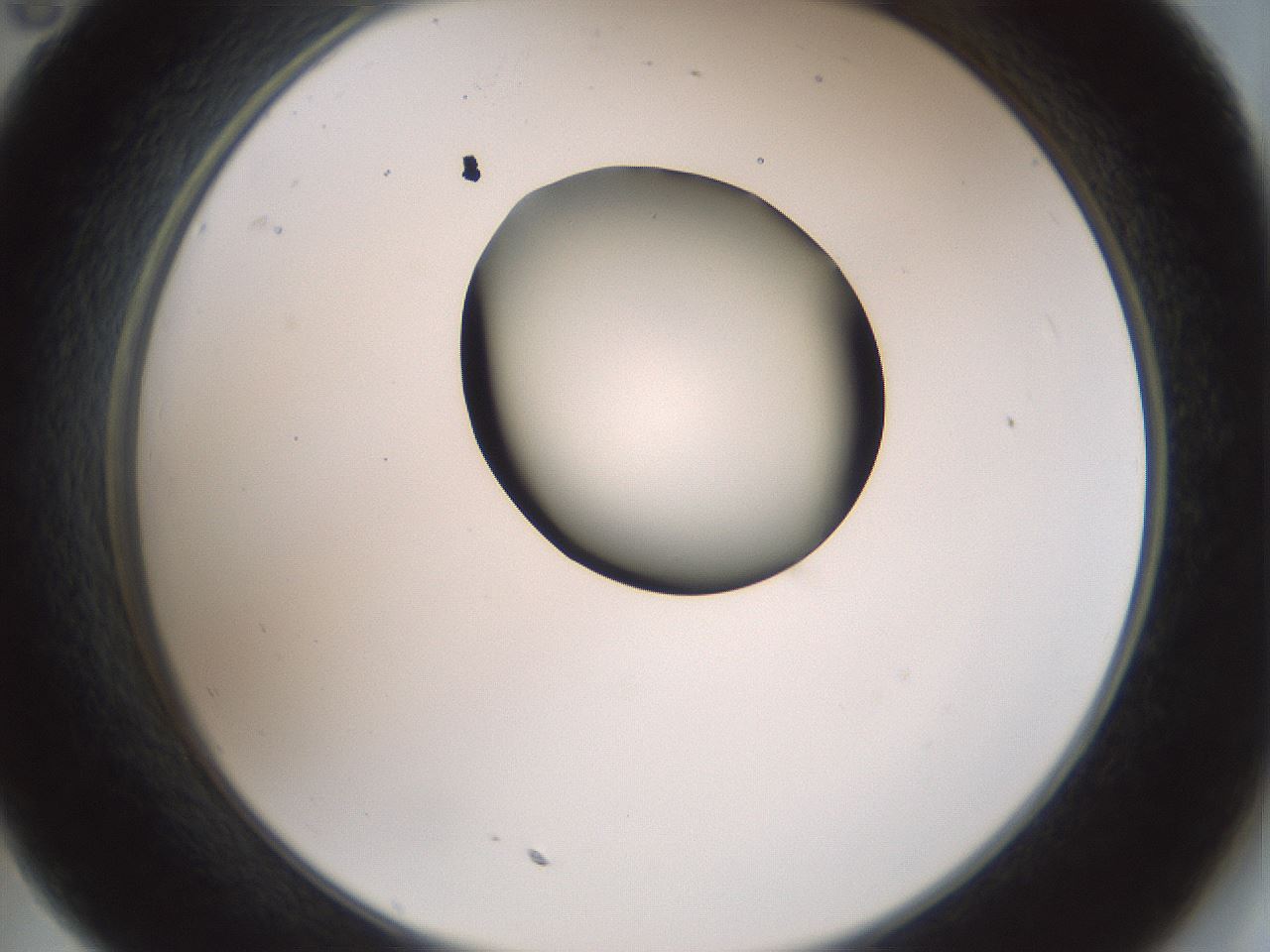 folderID229_plateID1229_batchID3781_wellNum35_profileID1_d2_r71588_ef.jpg
