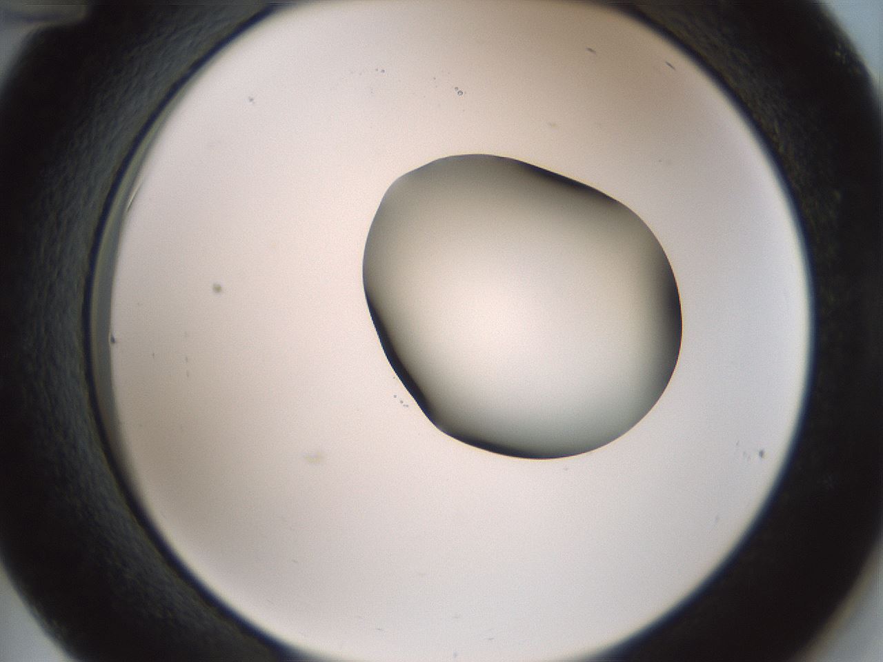 folderID229_plateID1229_batchID3781_wellNum36_profileID1_d2_r71589_ef.jpg