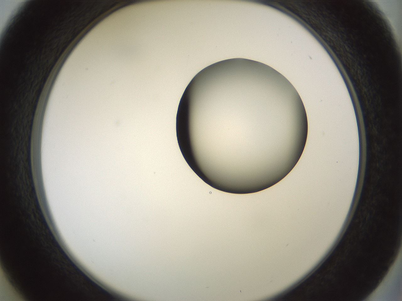 folderID229_plateID1229_batchID3781_wellNum37_profileID1_d2_r71590_ef.jpg