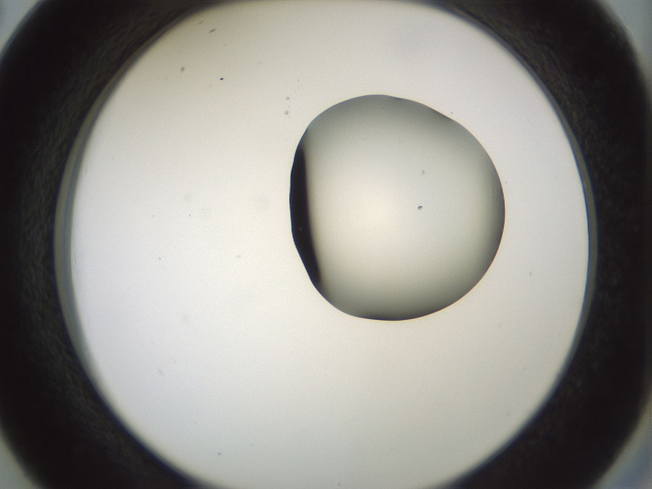 folderID229_plateID1229_batchID3781_wellNum38_profileID1_d2_r71591_ef.jpg