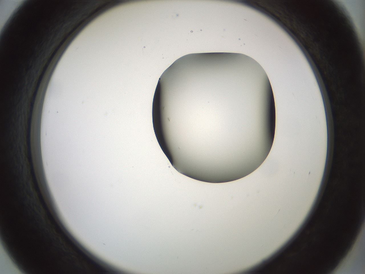 folderID229_plateID1229_batchID3781_wellNum39_profileID1_d2_r71592_ef.jpg