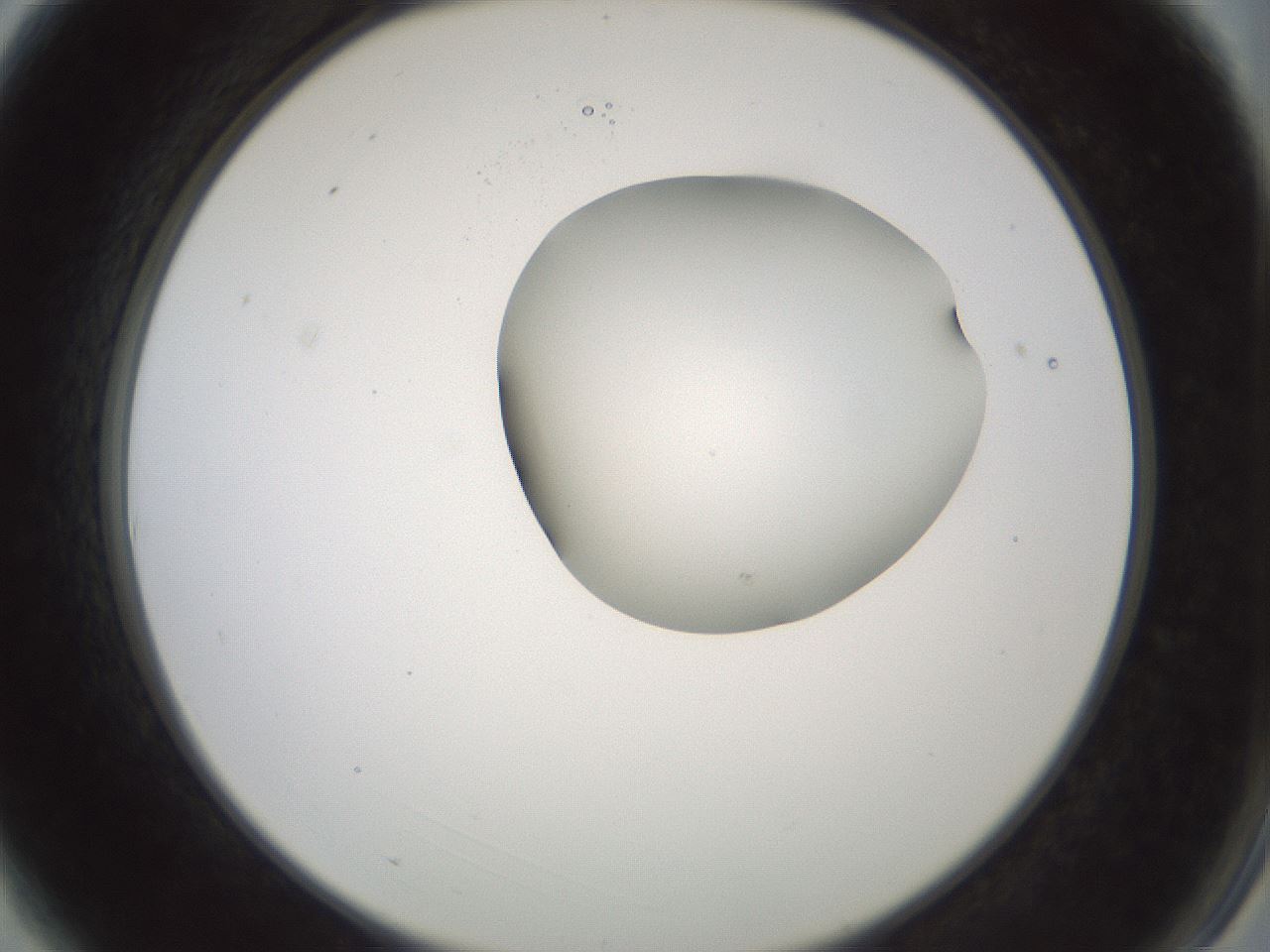 folderID229_plateID1229_batchID3781_wellNum3_profileID1_d2_r71556_ef.jpg