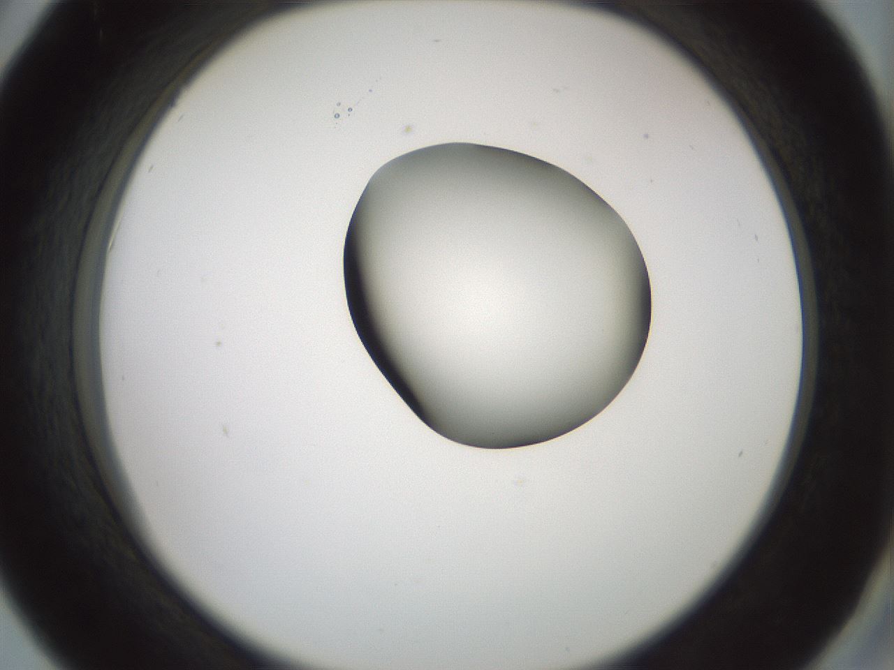 folderID229_plateID1229_batchID3781_wellNum42_profileID1_d2_r71595_ef.jpg