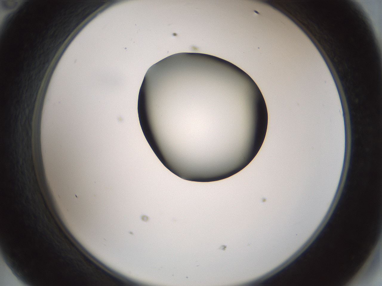 folderID229_plateID1229_batchID3781_wellNum47_profileID1_d2_r71600_ef.jpg