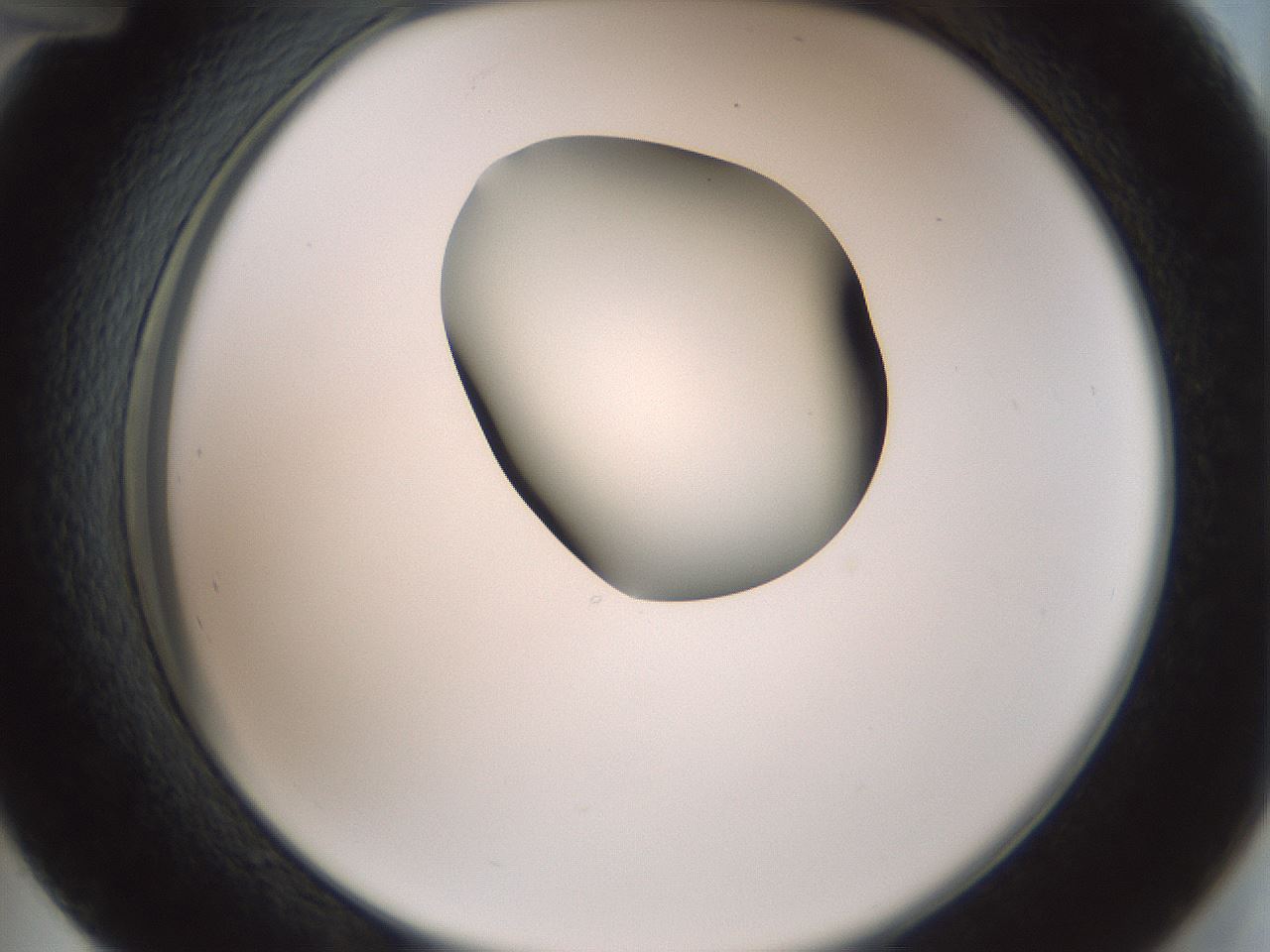 folderID229_plateID1229_batchID3781_wellNum48_profileID1_d2_r71601_ef.jpg